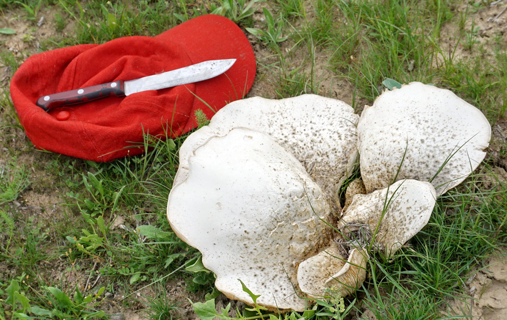 Все грибы казахстана