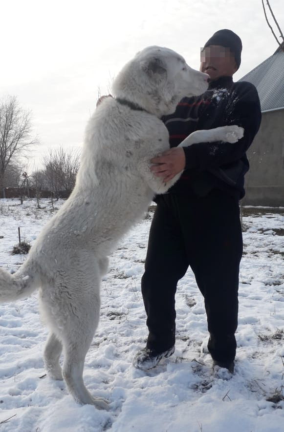 Купить Алабая В Уфе Авито